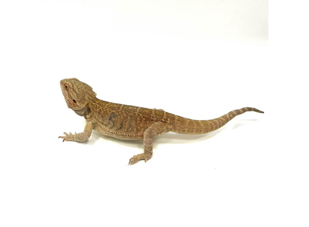 Агама Бородатая XXL Блинчик